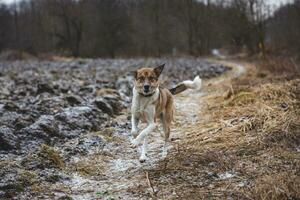 Porträt von ein Weiß und braun Hund Laufen außen. Laufen im das wild komisch Ansichten von vierbeinig Haustiere foto