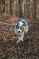 Porträt von australisch Schäfer Hündchen Laufen im das Wald mit lächelnd und kleben aus Zunge im Beskiden Berge, Tschechisch Republik. Freude von Bewegung foto