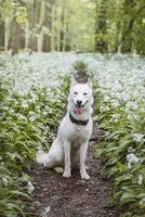 Weiß sibirisch heiser mit Piercing Blau Augen Stehen im ein Wald voll von Bär Knoblauch blüht. offen Porträt von ein Weiß Schnee Hund foto