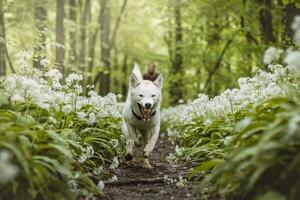 Weiß sibirisch heiser mit Piercing Blau Augen Stehen im ein Wald voll von Bär Knoblauch blüht. offen Porträt von ein Weiß Schnee Hund foto