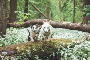 Hund Brüder springen Über ein Baum im ein bewaldet Umgebung und genießen das notwendig Freiheit. Huskys im Natur foto