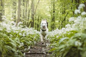 Weiß sibirisch heiser mit Piercing Blau Augen Stehen im ein Wald voll von Bär Knoblauch blüht. offen Porträt von ein Weiß Schnee Hund foto