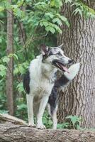 schwarz und Weiß Hybrid Husky-Malamute genießen seine bleibe im ein Wald Umgebung bedeckt mit Bär Knoblauch. anders Ausdrücke von das Hund. Freiheit zum Haustier foto