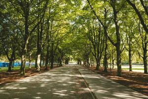 kommunale Park mit ein wunderbar Baum Allee zum Freizeit und Entspannung im den haag richtig Nächster zu das Center. Niederländisch Natur foto