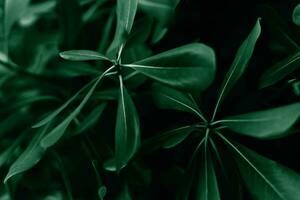 Muster von Grün Blätter. natürlich Hintergrund und Hintergrund. Banner. Nahansicht. selektiv Fokus. foto