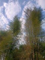 Bambus Baum mit Himmel Hintergrund foto