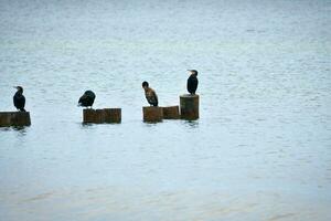 Kormoran auf ein Buhne auf das baltisch Meer. das Vögel trocken ihr Gefieder im das Sonne foto