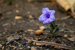 einsam ruellia tuberosa Blume im Herbst foto