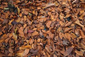 trockene Blätter Hintergrund leaves foto