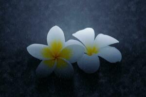 Weiß und Gelb Frangipani Blumen im das Regen. foto