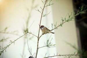 eurasisch Baum Spatz auf das Ast. foto