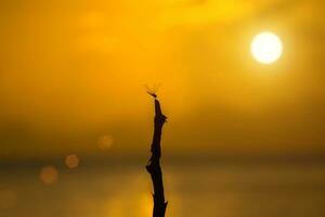 das Silhouette von ein Libelle auf ein Ast im das See und Sonnenuntergang. foto