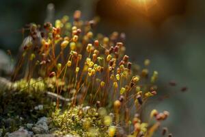 Makro Foto von Moos Saat mit Sonnenlicht.