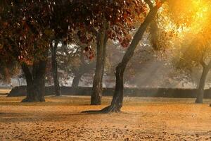 das Herbst Wald im das Morgen. foto