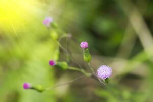 Blume Gras im das Natur. foto