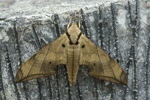 Ambulix pryeri ist ein Motte von das Sphingidae Familie foto