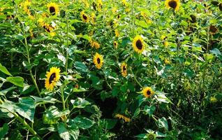 Sonnenblumenpflanzen auf einem Feld foto