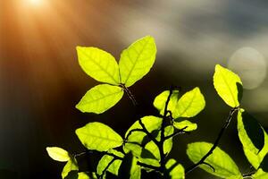 Blätter im Frühling Jahreszeit mit Sonnenlicht. foto