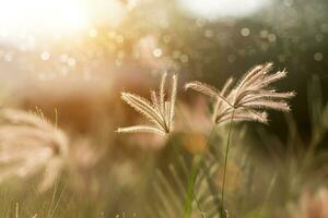 Blume Gras mit Sonnenlicht. foto