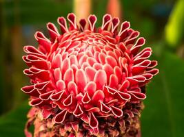 schön tropisch rot Ingwer Blume. foto