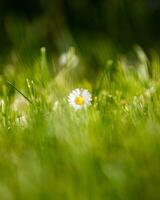 Gänseblümchen im Gras Feld schließen oben Schuss Porträt foto