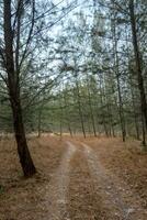 Im Wald spazieren foto