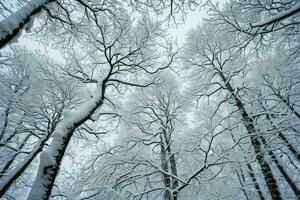 ai generiert Schnee gekleidet Wald Überdachung foto