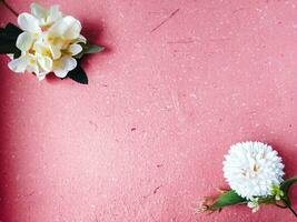 Weiß Dahlie Blumen auf Rosa Hintergrund mit Kopieren Raum. eben legen. foto