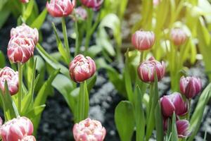 Feld von bunt schön Strauß von Tulpe Blume im Garten zum Postkarte Dekoration und Landwirtschaft Konzept Design mit selektiv Fokus foto