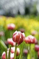 Feld von bunt schön Strauß von Tulpe Blume im Garten zum Postkarte Dekoration und Landwirtschaft Konzept Design mit selektiv Fokus foto