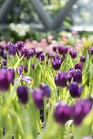 Feld von bunt schön Strauß von Tulpe Blume im Garten zum Postkarte Dekoration und Landwirtschaft Konzept Design mit selektiv Fokus foto