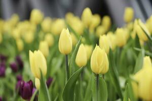 Feld von bunt schön Strauß von Tulpe Blume im Garten zum Postkarte Dekoration und Landwirtschaft Konzept Design mit selektiv Fokus foto