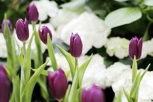 Feld von bunt schön Strauß von Tulpe Blume im Garten zum Postkarte Dekoration und Landwirtschaft Konzept Design mit selektiv Fokus foto