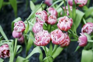 Feld von bunt schön Strauß von Tulpe Blume im Garten zum Postkarte Dekoration und Landwirtschaft Konzept Design mit selektiv Fokus foto