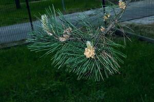 jung schießt und Nadeln von schwarz Kiefer im Latein Pinus nigra im früh Frühling. foto