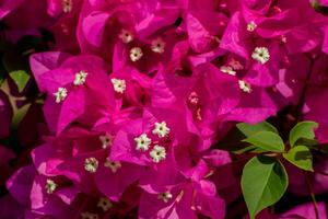 Bougainvillea Blume Hintergrund foto