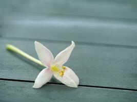 indisch Kork Blume auf das Holz Boden. foto