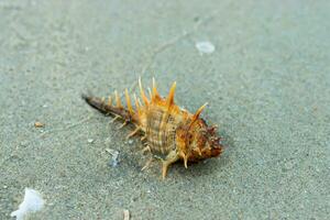 Schale mit Spikes auf das Strand foto