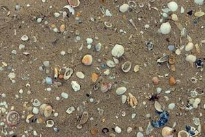 oben Aussicht von Muscheln und Sand auf das Strand. foto