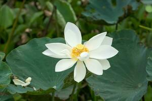 schön Lotus Blume im das Natur. foto