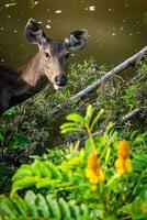 ein weiblich Hirsch im das Wald foto