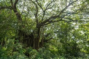 enorm Banyan Baum im das indisch Urwald foto