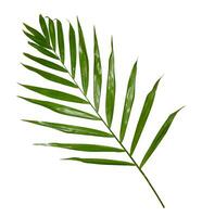 grüner Palmenzweig isoliert auf weißem Hintergrund foto