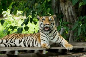 Porträt eines Bengal-Tigers. foto