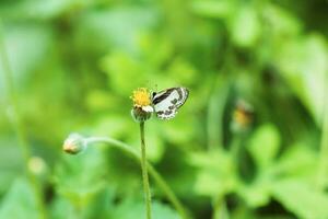 Schmetterling thront auf Blume Gras. foto