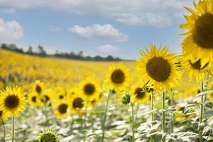 schöne Sonnenblumen im Feld, natürlicher Hintergrund.
