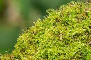 Grün Moos im das Wald. foto