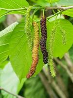 lange Maulbeere Obst auf branc sind wachsend und Grün Natur Hintergrund. foto