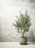 ai generiert ein Olive Baum im Vorderseite von ein Weiß Wand, foto