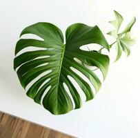 ai generiert ein groß Monstera Blatt ist Pflanze Das sitzt auf ein Weiß Tabelle foto